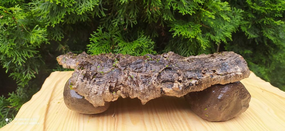 Grota z dębu korkowego 30x9 cm