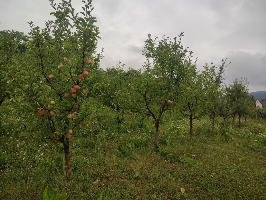 Земельна ділянка з нежилим будинком.
