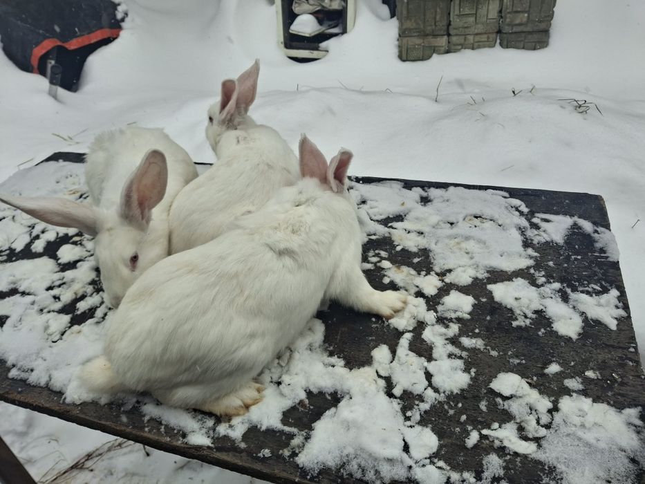 Продам кролі самки самці