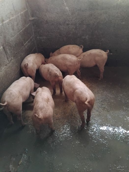 vende leitoes boa raça
