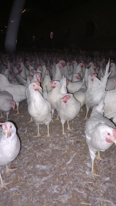 Kury Nioski Leghorn 24 tygodnie! Wysyłka od 10 sztuk.