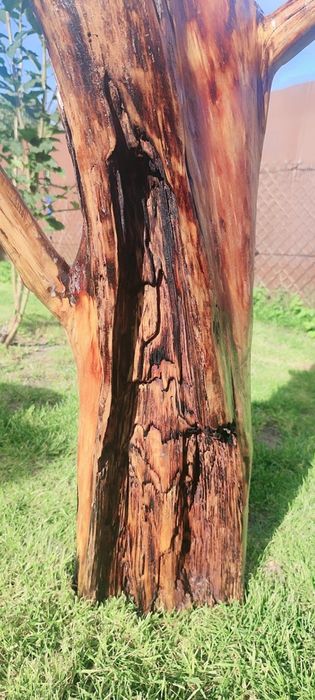 Pniak z świerku lakierowany