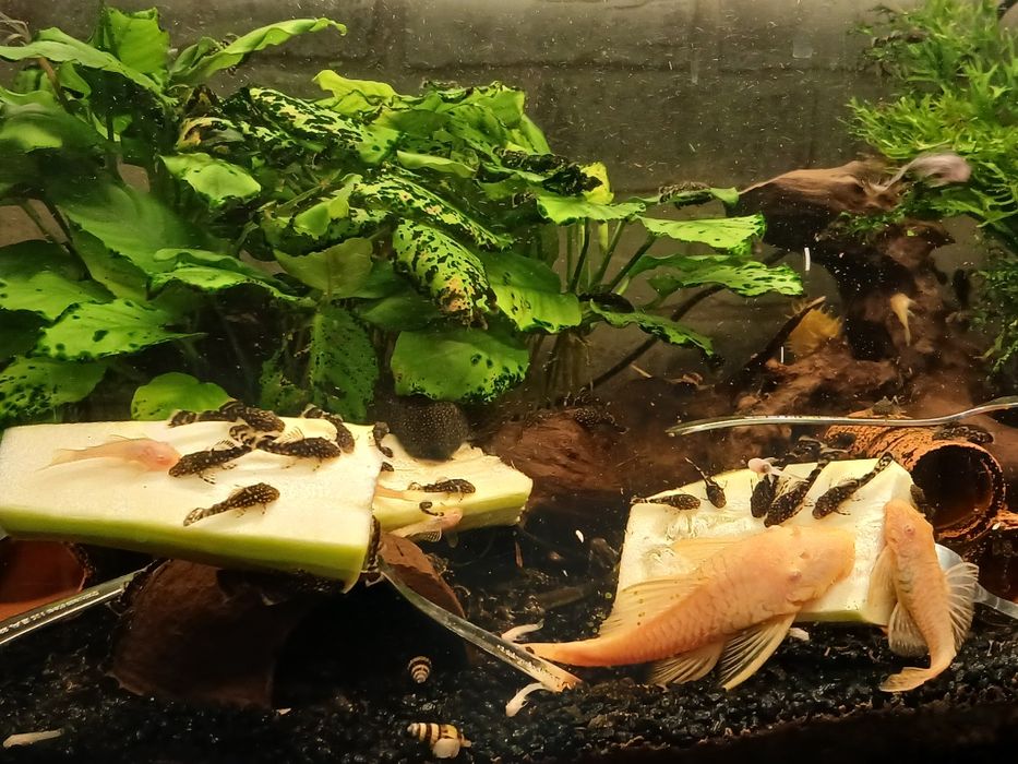 Młode glonojady/zbrojniki