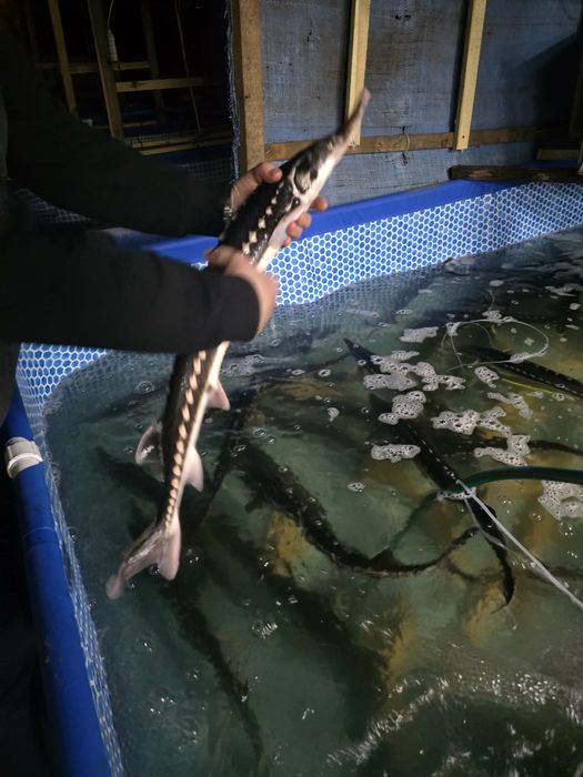 Węgorz jesiotr karp koi karaś Szczupak