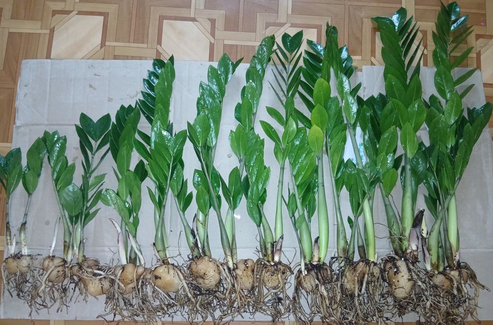 Замиокулькас замик