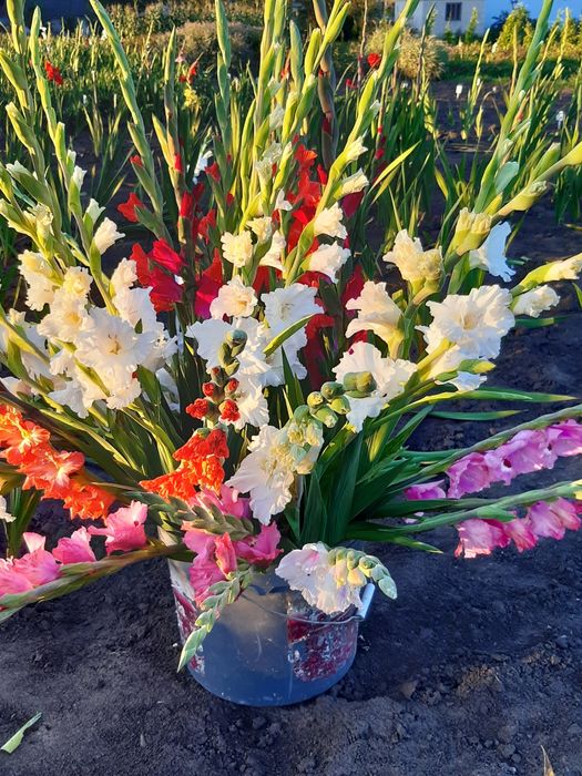 Гладіолуси морозець кніфофія гіацинти мускарики випродую здорові цибул