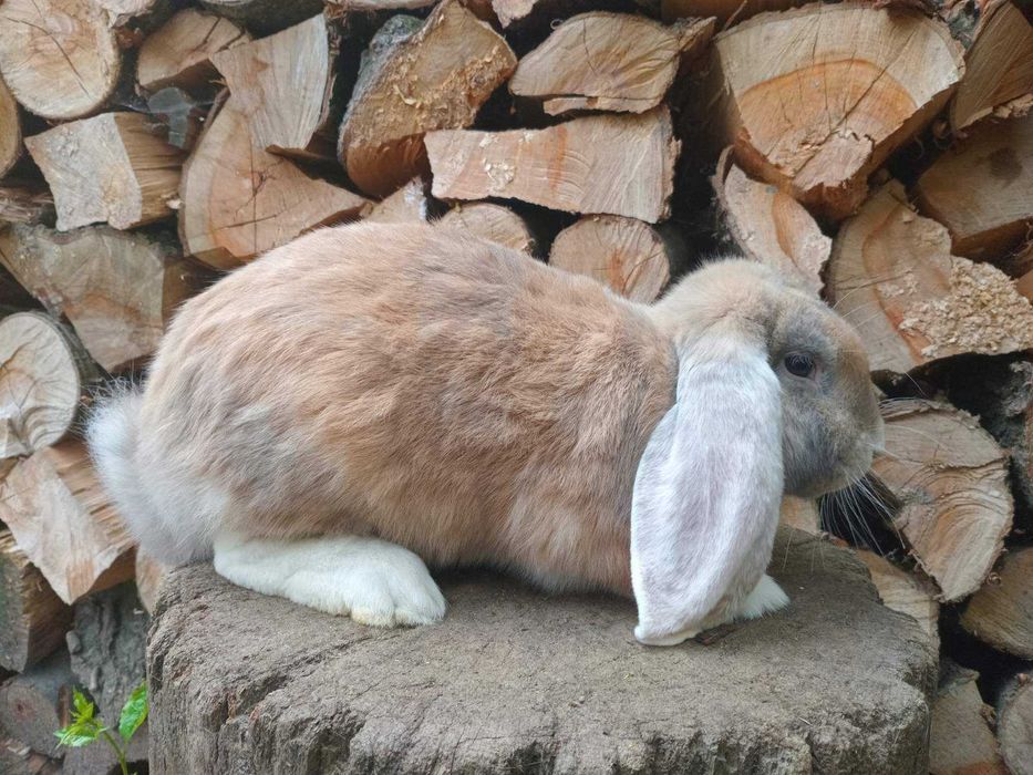 Кролі різних порід