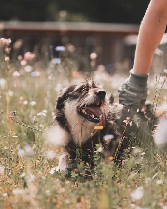 Sunia Nefra szuka domu