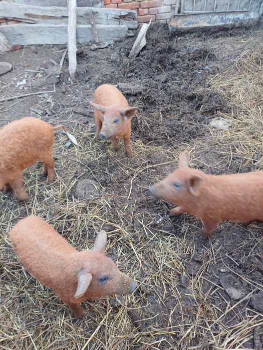 Поросята венгерська пухова мангалиця