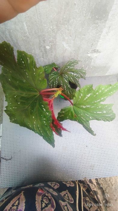 Бегонія akonitifilia,бегонія peltata,бегонія U 168