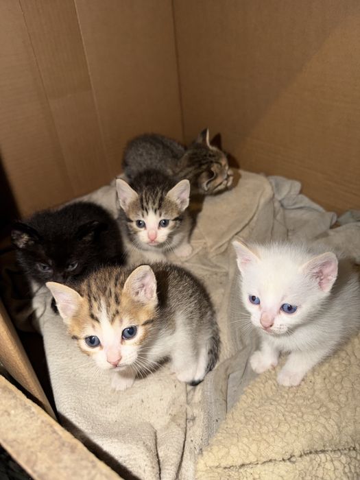 Gatinhos para doar