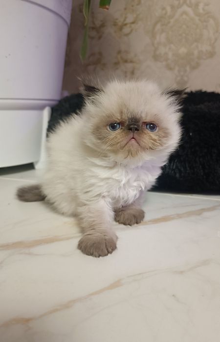 мальчики   Персы