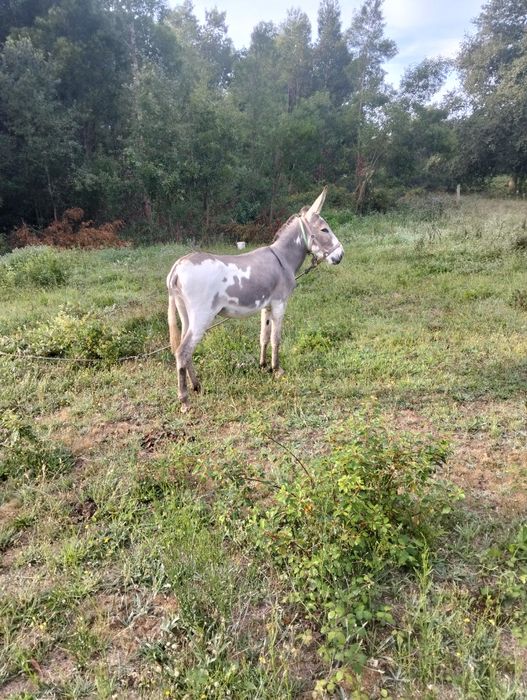 Vendo burro inteiro