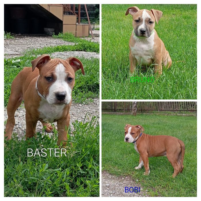American Staffordshire Terrier