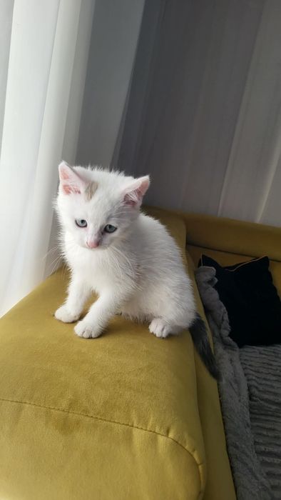 Oddam za darmo kocurka