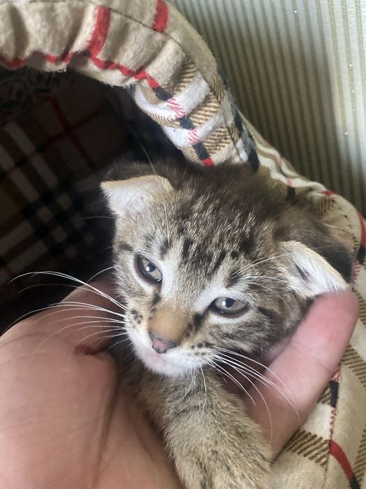 Шотланский веслоухий котик 2 месяца