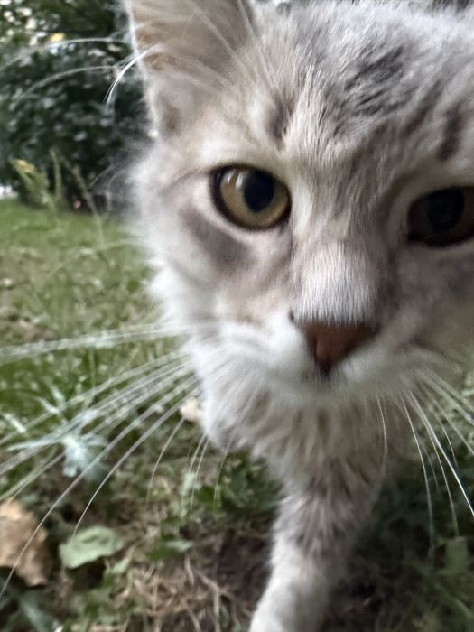 Котята ищут дом