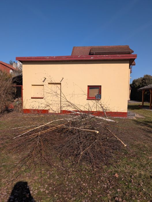 Oddam gałęzie i kawałki drzewa - brzoza