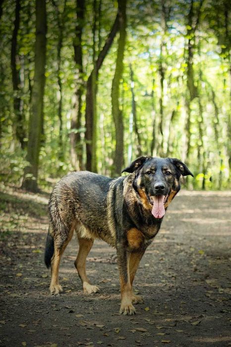 Młody zjawiskowy Simba szuka domu