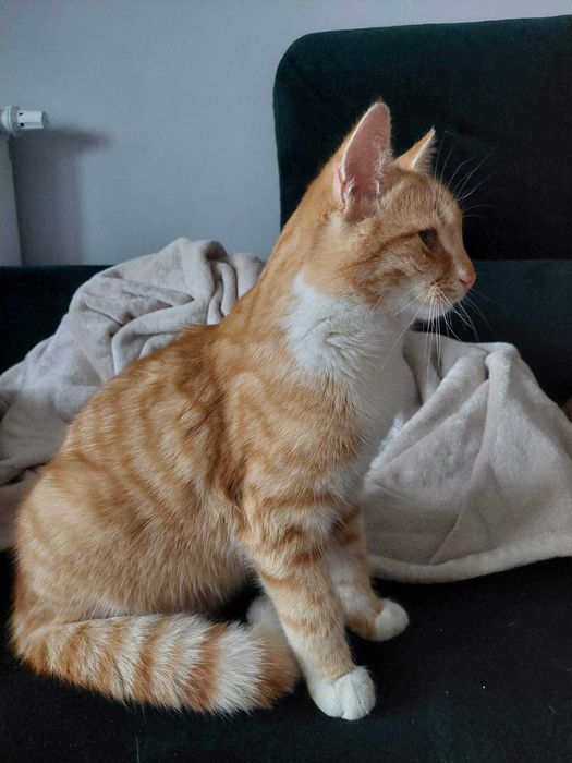 Zaginął Kot - może ktoś szuka?