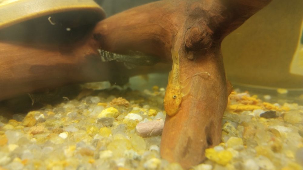 Молодняк анциструса (2мес)