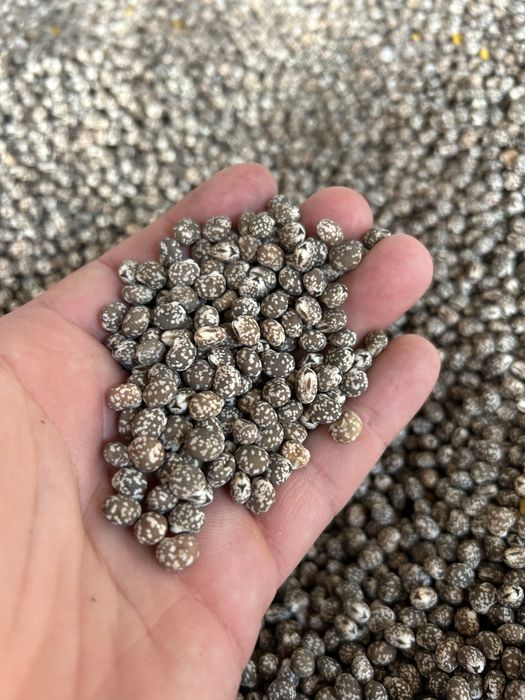 Łubin gorzki karo/oskar po centrali