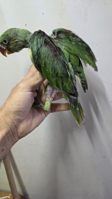 Papagaio grande alexandre