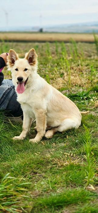 Szczeniak do odpowiedzialnej adopcji!