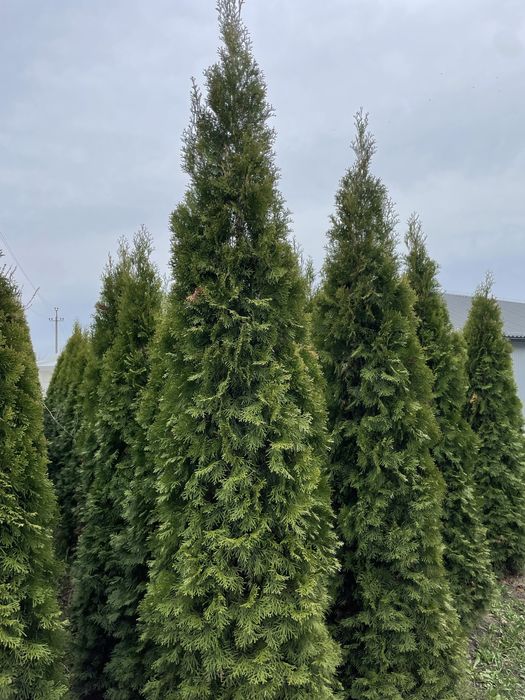 Туї, 2,5 метри висотою