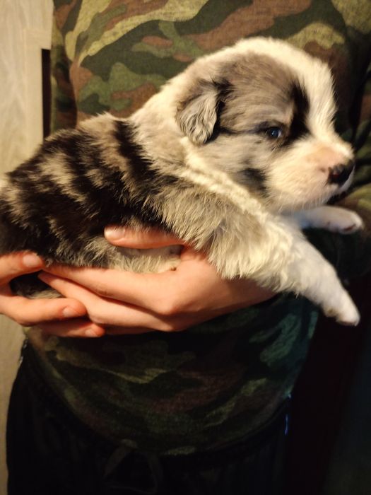 Border Collie FCI pieski.