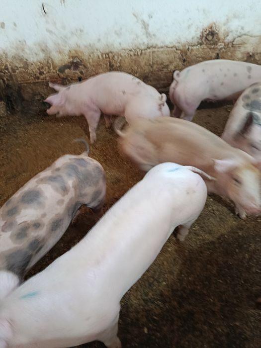 Vendo porcos 60 kilos peso vivo