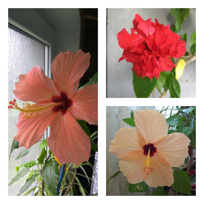 Гібіскус махровий