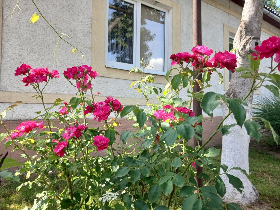 Оренда будинку Поляна Закарпатської