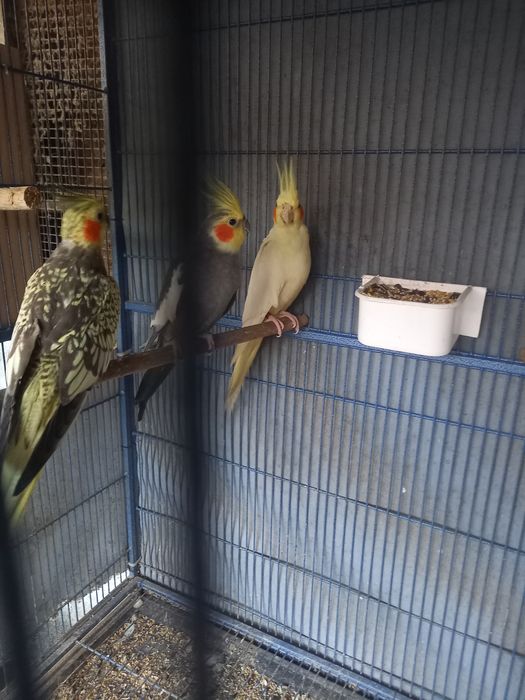 Caturras para mudar