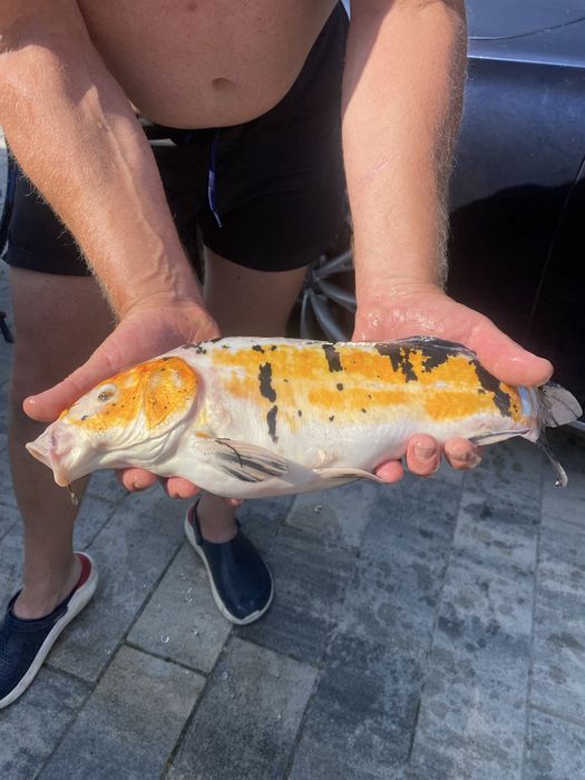 Karp koi selekt Japonia.