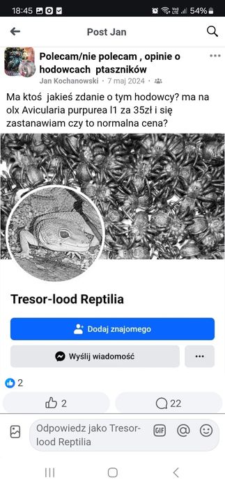 Avicularia avicularia L2 - ptasznik Avi