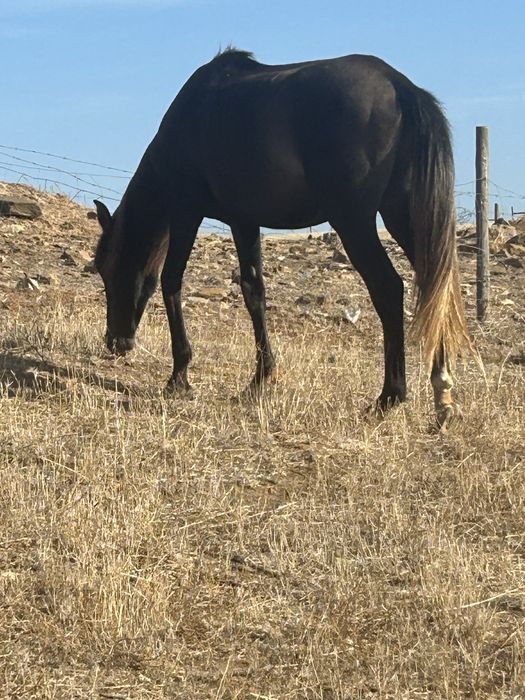 Poldro cruzado de lusitano