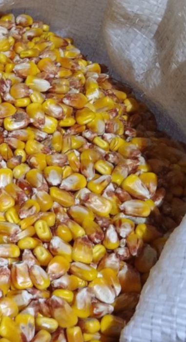 Кукурудза Кукуруза Зерно кукурузы Зміїв
