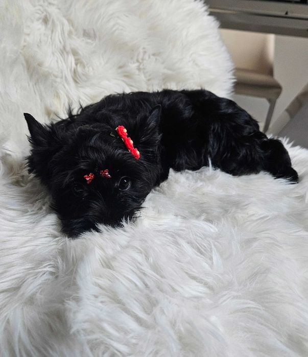 Black Yorkshire Terrier -sunia z rodowodem