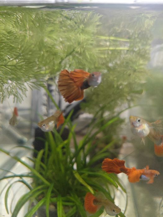 Guppies de Linhagem Disponíveis
