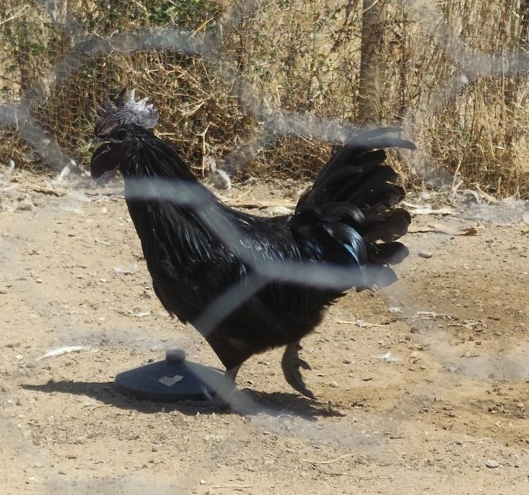 Ovos Ayam Cemani Fertelizados