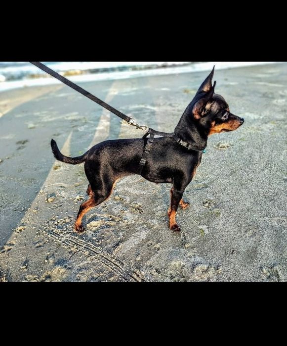 Praski Ratler / Prazsky Krysarik / Ratlerek (nie chihuahua) Ratler