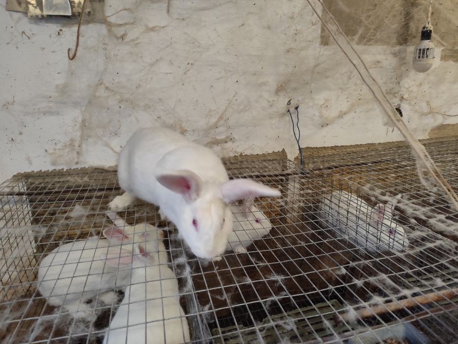 Племенные самцы белый панон