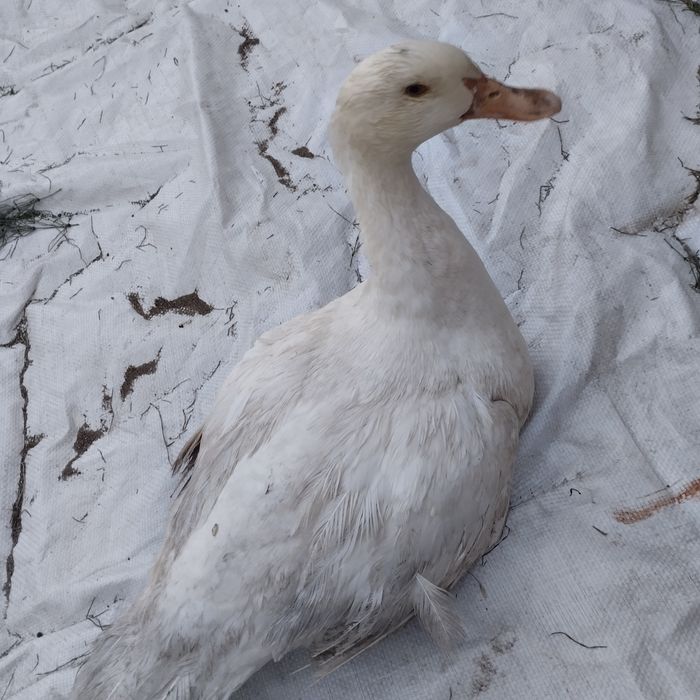 продам уток мулаток