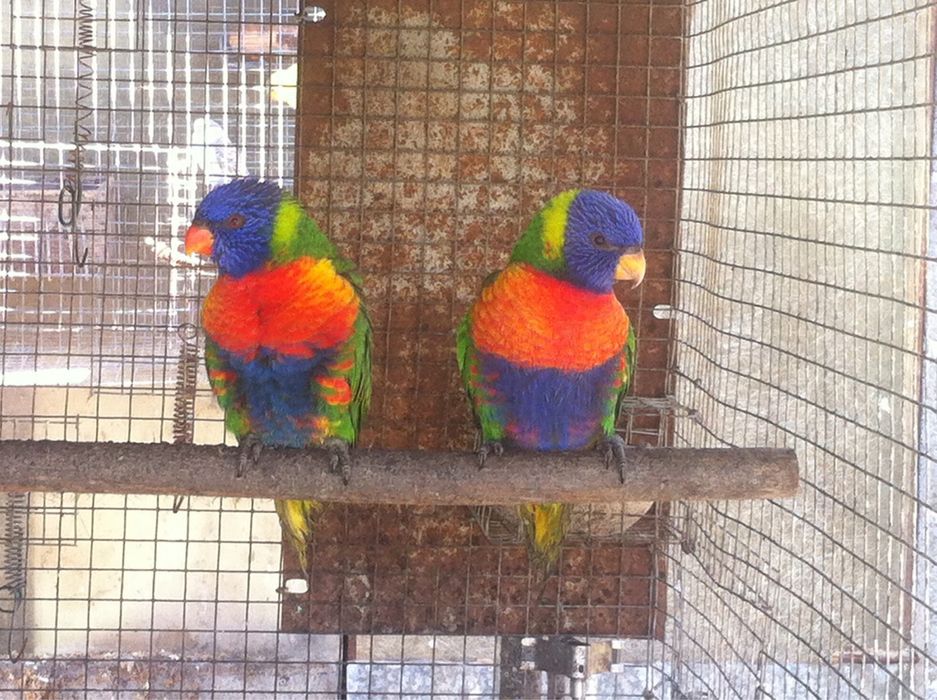 Loris arco iris malucano domestico a falar