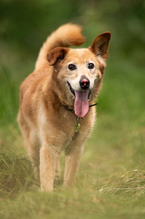 Nosek - pełen pozytywnej energii słodziak - do adopcji