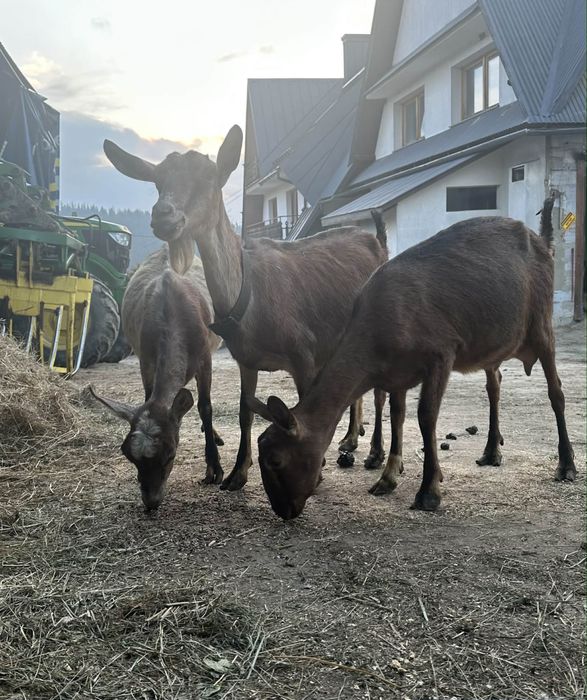 Kozy anglonubijskie 60%