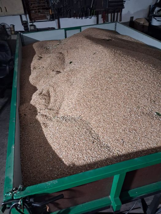 Sprzedam pszenicę tegoroczną