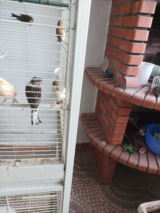 Canárias femeas raça arlequim bonitas e saudáveis