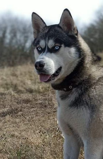 Сибірська Хаскі  вязка